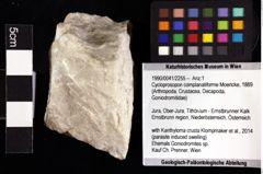 Foto (Objket + Etiketten) von Cycloprosopon complanatiforme (Moericke, 1889) 